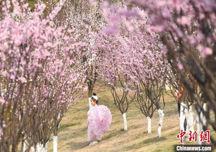 绝美|春日暖阳梅花开 重庆民众户外踏青