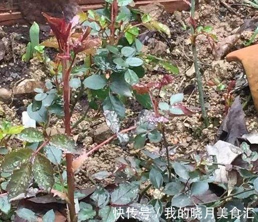 同样给月季压枝,邻居的长出5根大笋芽,我的却一个不长,咋回事