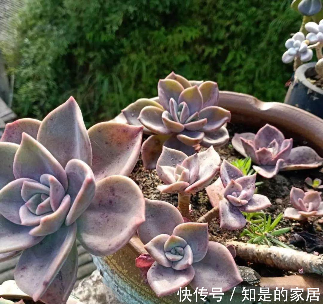 多肉|给花赶紧摘叶子,掐光后别浇水,立马又冒10个芽
