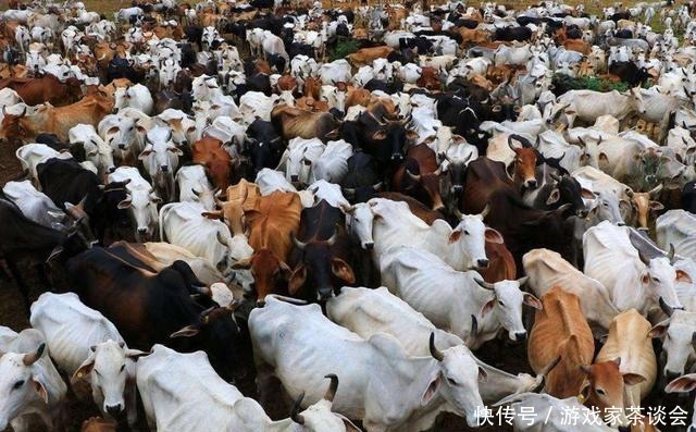 水牛|印度人不吃牛肉,这3亿头牛怎么办没关系,不同等级下场不一样