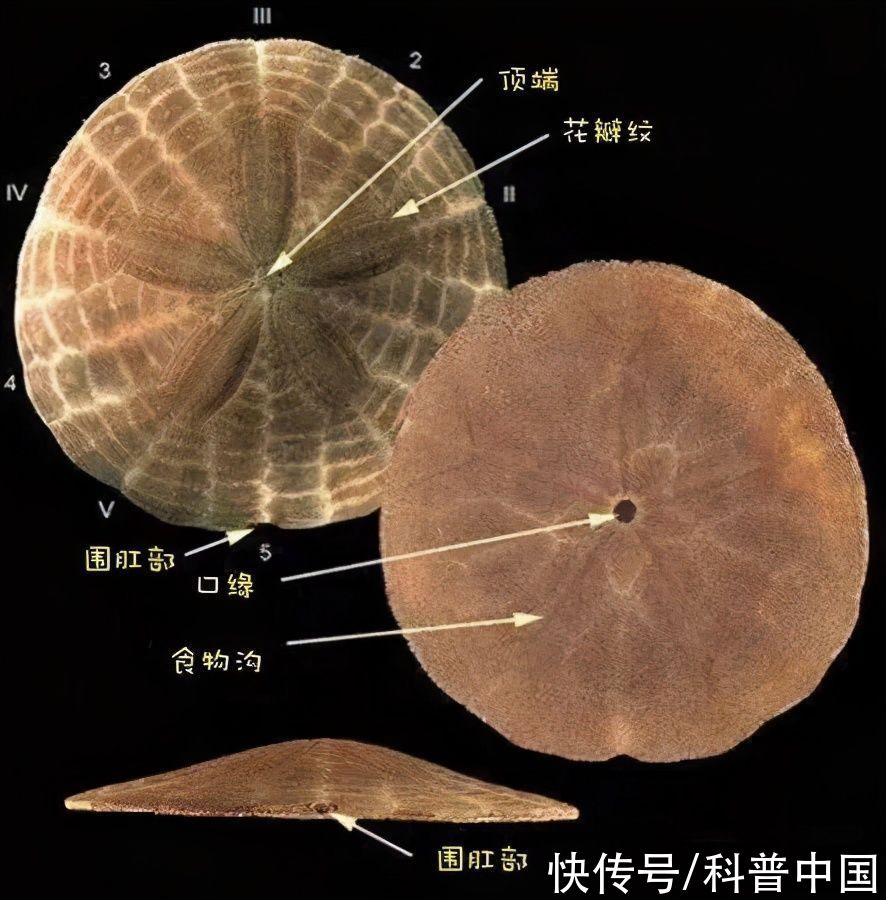 四不像|数千只＂沙币＂被冲上海滩死亡！沙币究竟是个什么动物？科普一下