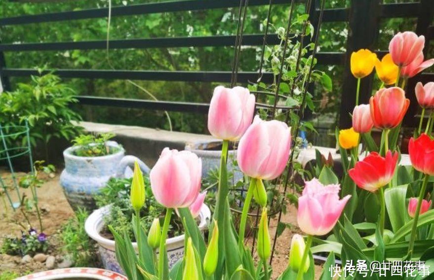 羽衣甘蓝|家有小院,就养7种“耐寒花”,从秋到春不寂寥,冬天也有花看