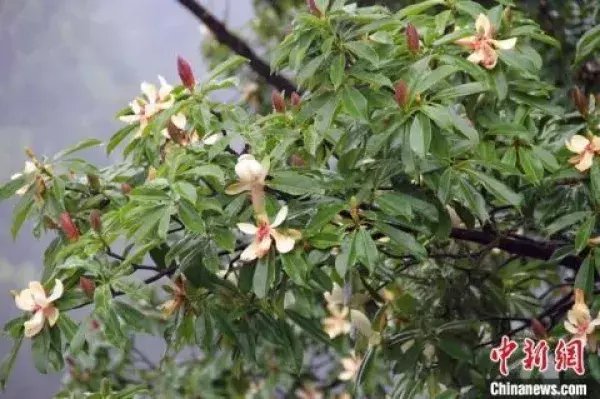 珍稀|三峡植物园推进植物野外回归 助珍稀物种摆脱灭绝危机