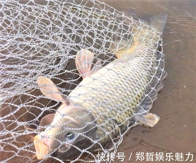雾化|别人用玉米钓鱼收获满满,你用玉米钓鱼空军,原来这些细节没注意