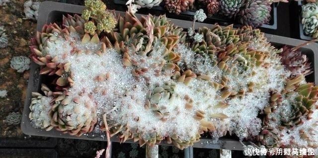 品种|你是在养多肉,不是在搞科研,低温露养要不得!