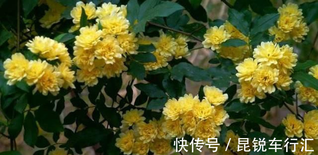 砧木|花开像月季，易爆花，-20℃冻不死，好养活不生病，比桂花香10倍