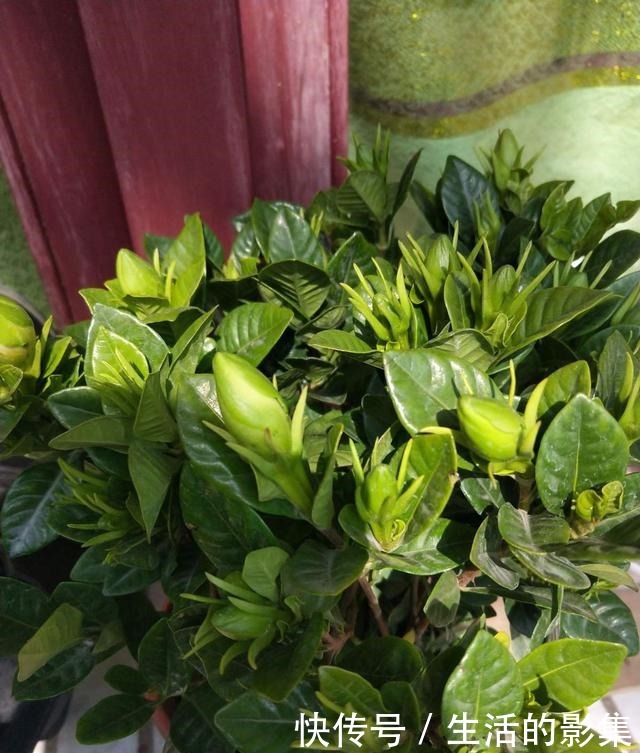 想让栀子源源不断开出馥郁大花,万万不能缺了这一步,一学就会!