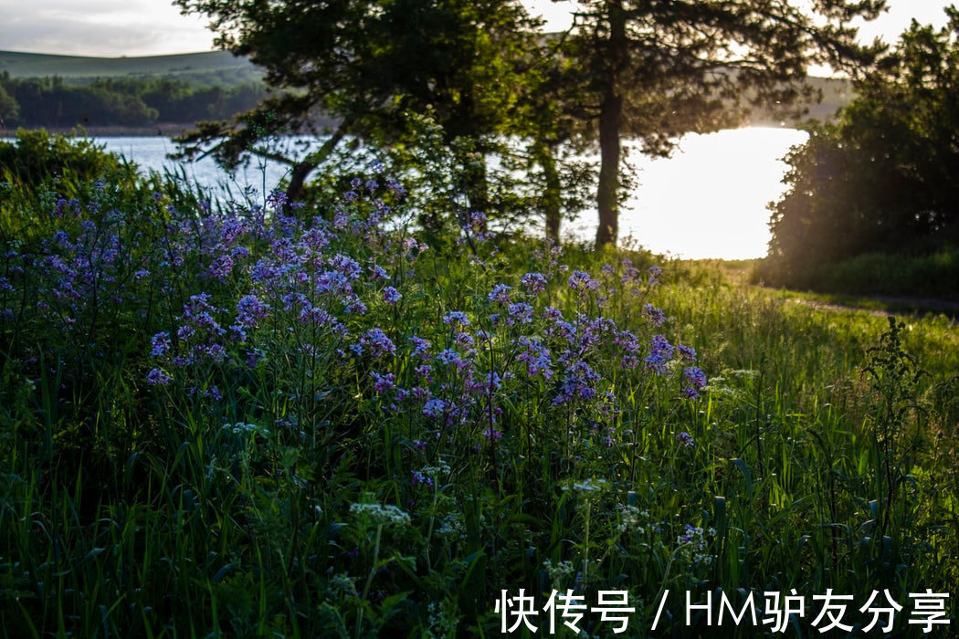 十三陵水库|这是什么神仙美景！！入秋后很美丽的花海，等你来赏