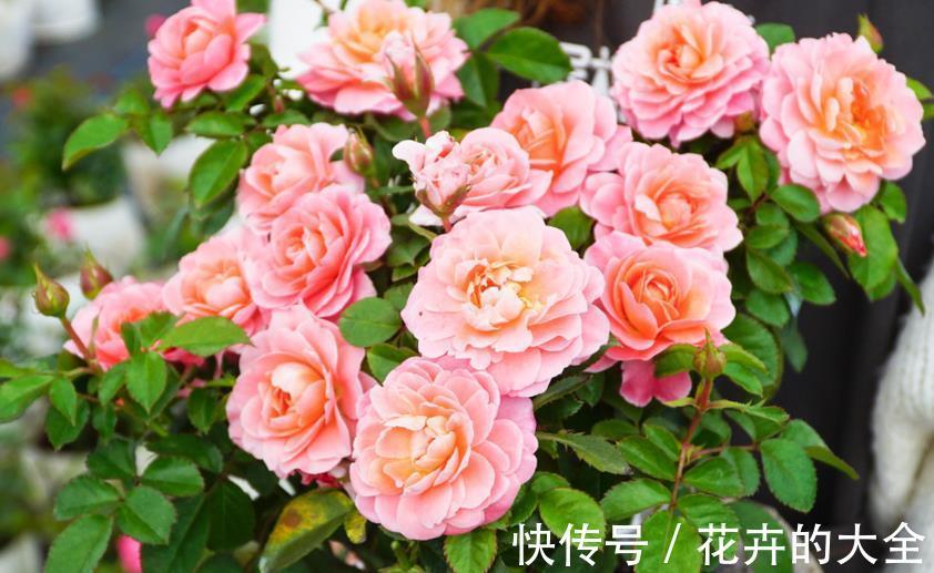 枝干|微型月季“香香公主”,花期长又皮实,花朵色多量大香味浓