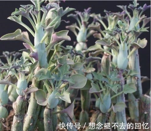 黄瓜|大姐上山溜达,无意捡到几根”黄瓜“,种院子几个月后,惊喜来了