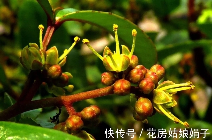浇水|很好辨认的1种藤本植物,别轻易触碰,却是制作盆景的优良素材