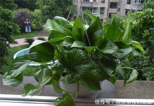 花盆里放点此个，一个月就爆盆了，两年都不黄叶