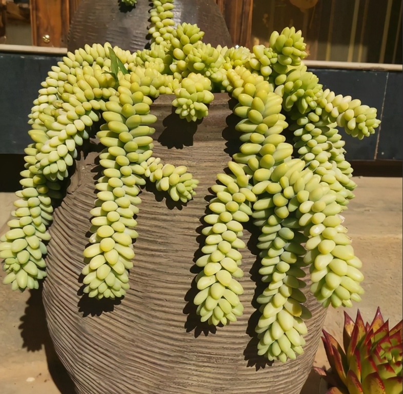 十多年前的老坛子,收集起来打孔改造,用来种多肉可不是一般的美