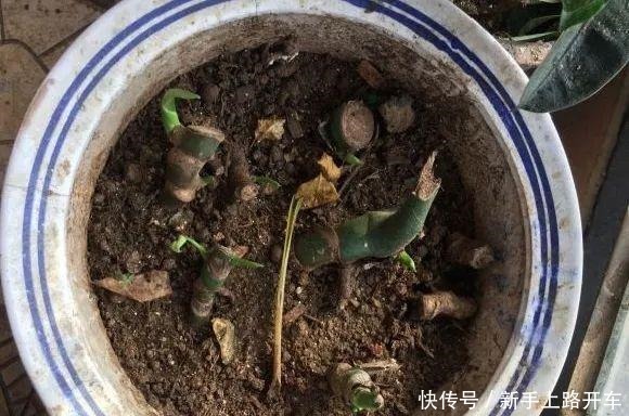 8种花换盆，换好了生一堆，换错立马死！8种花换盆，换好了生一堆，换错立马死！