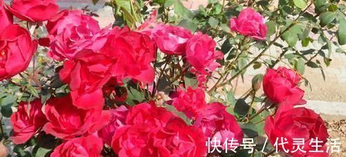 她用一斤香蕉皮把花养爆盆，全年不用施肥，花长得又壮又好开花多