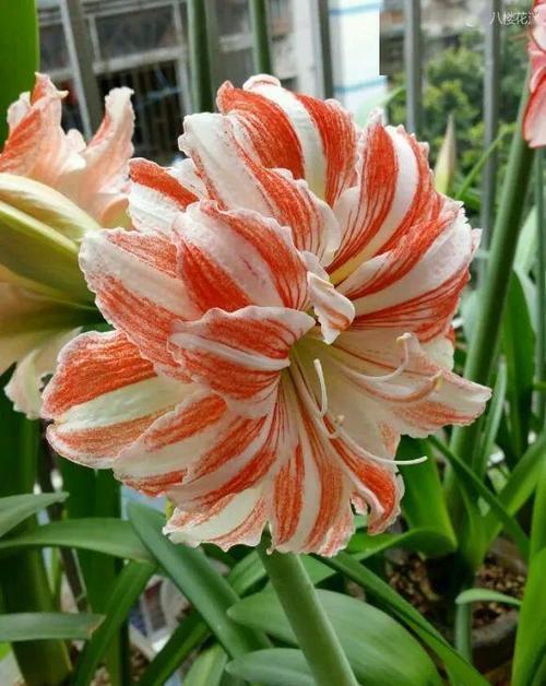 朱顶红迟迟不开花?了解它的喜好,催出花苞绽放群花!