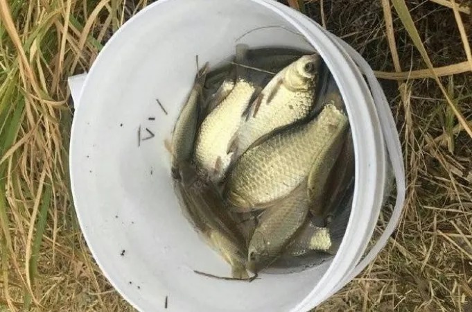 天冷时,宁可不用台钓也要用这鲫鱼钓法,塘主不淡定:以后不准用