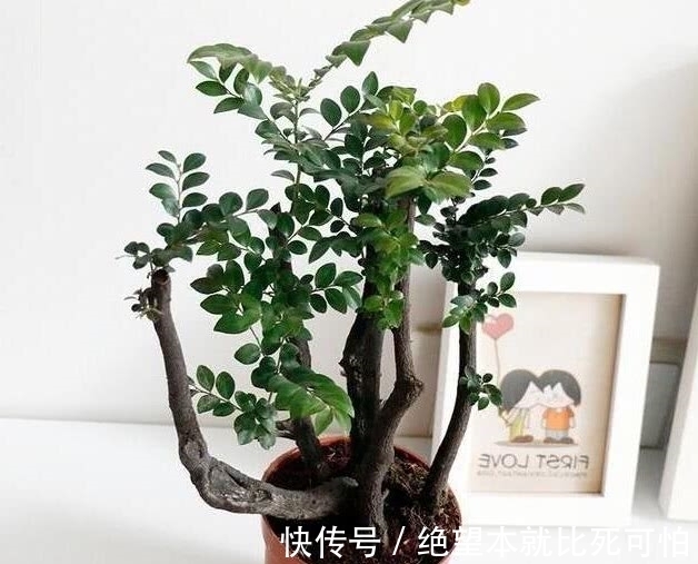 聚财|家里养花不要“瞎眼”，5种花聚财又旺人，2种花是大忌