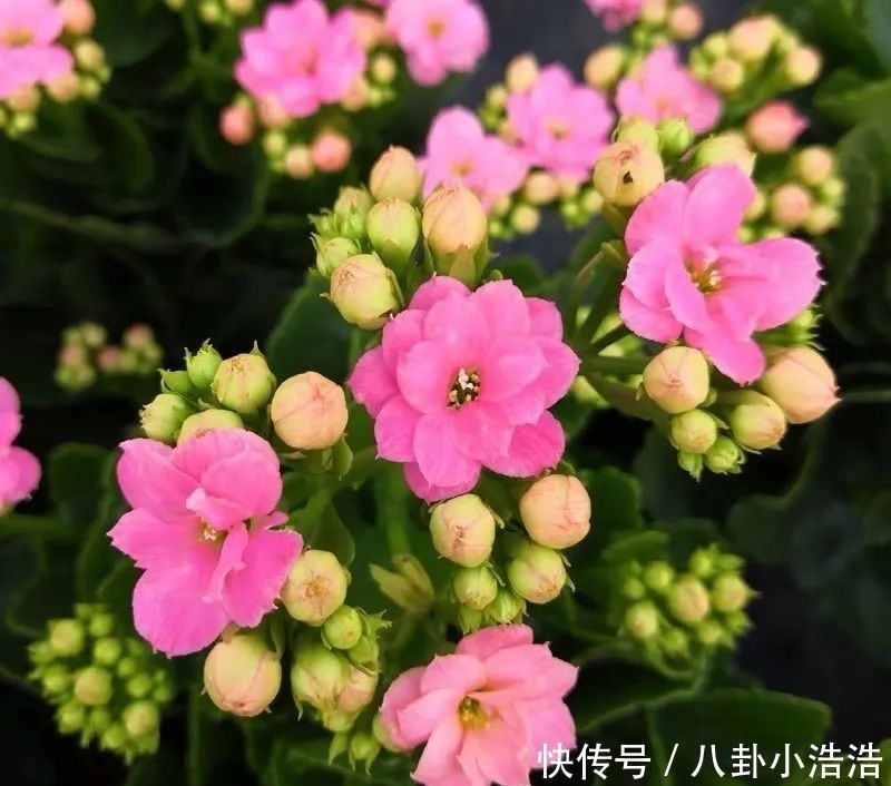 花期|45种长寿花,个个都是高颜值,家里养几盆,美得移不开眼