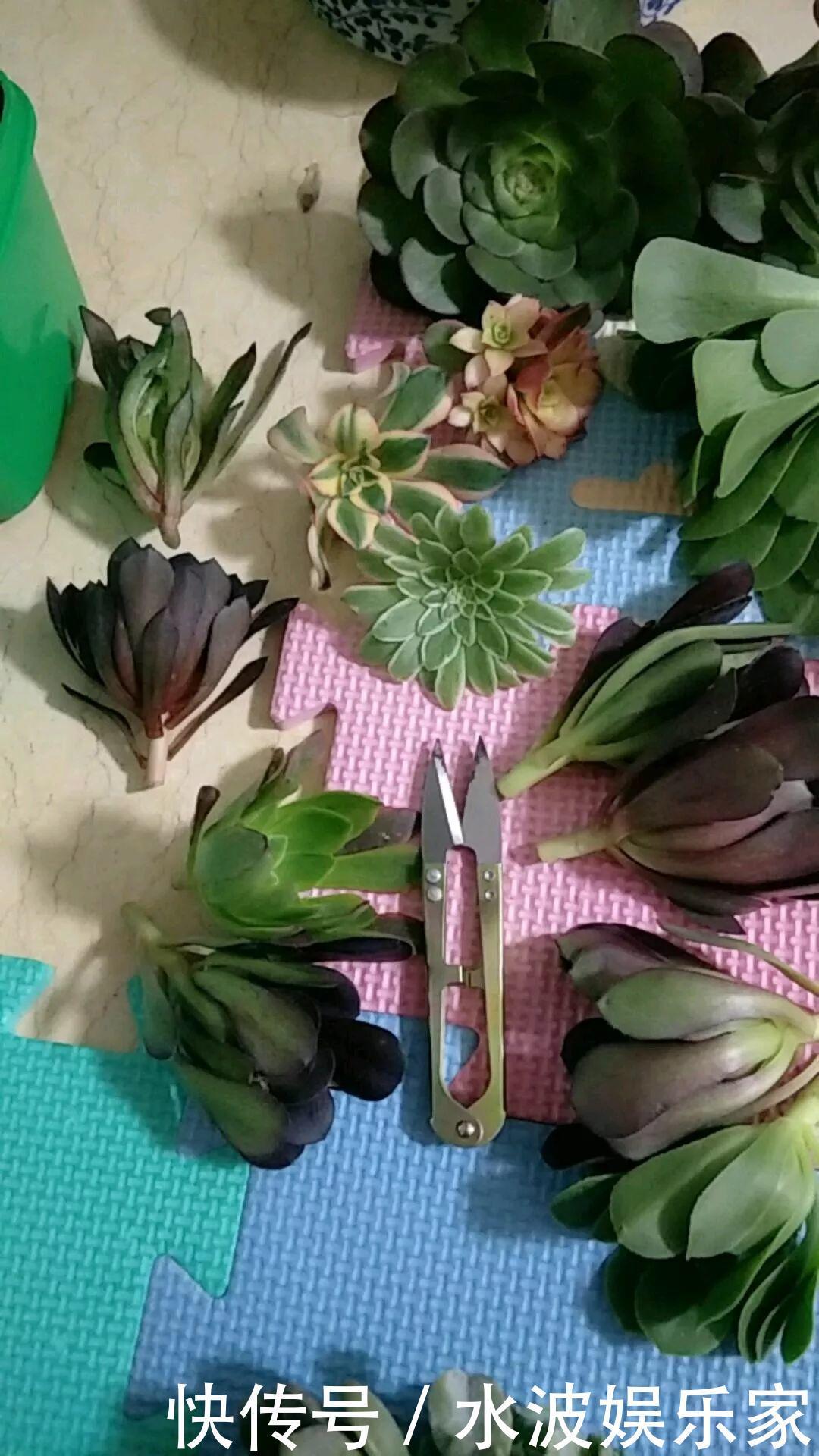 品种|多肉狠心砍1刀,窜出一圈新芽,花盆都容不下它了!