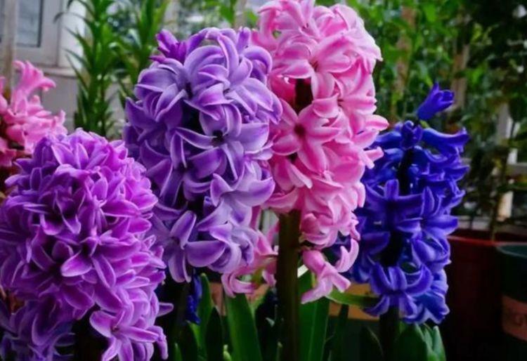 家养此花,此几款超级好养,花开一茬一茬,花朵烂漫太美了