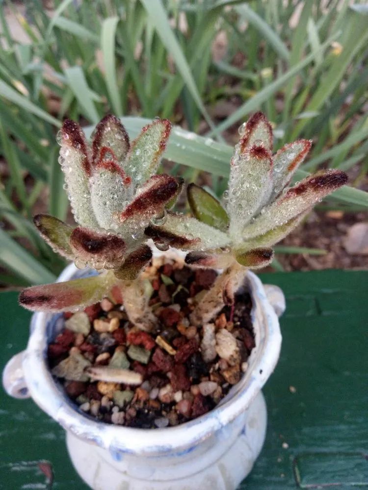 送瘟神,洒庭院,赏多肉,合家团聚话将来!