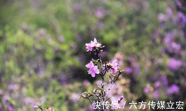 杜鹃花|青海夏季的山坡是这么的美丽，杜鹃花是最好的花