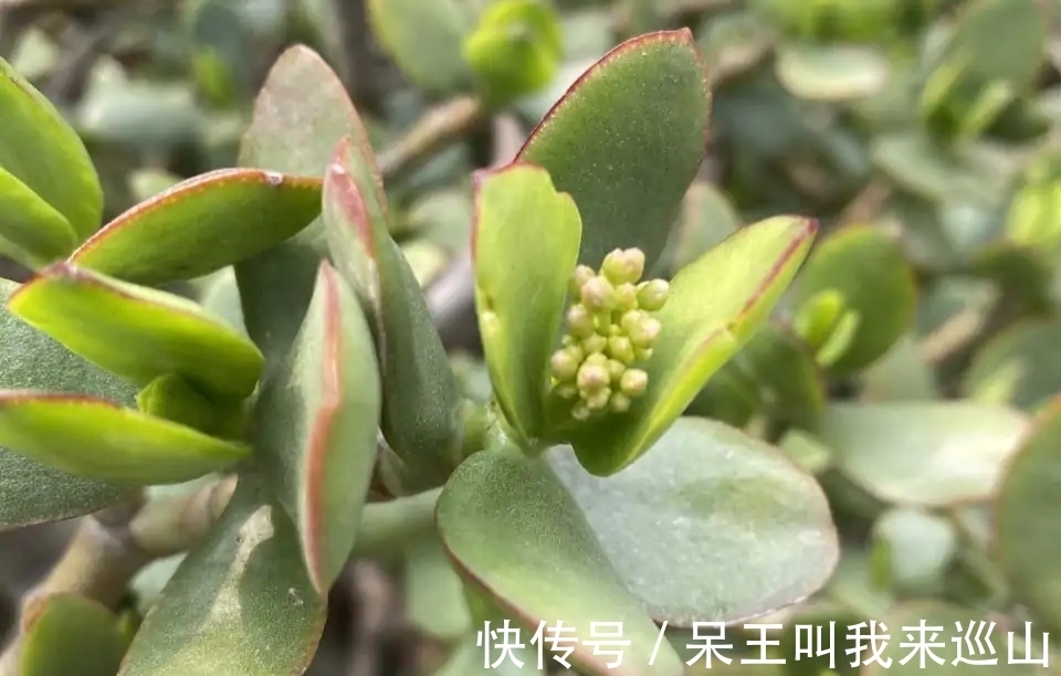 隔壁王大爷家养了18年的玉树又开花了！他说：要想玉树开花并不难