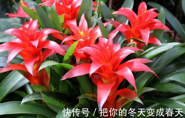 4种花很漂亮,好养易活能爆盆,简单易成活,养在哪里都爆盆