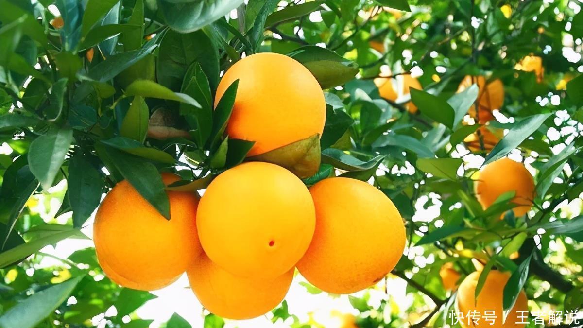 柚子|会吃的人更健康,3种食物必不可少,美容养颜、增强体质!