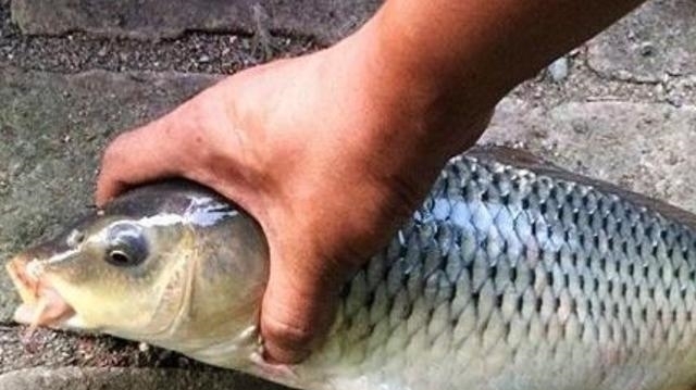 老钓手果然有所隐瞒，鲤鱼越大越喜欢“藏”在这3个地方，莫透露