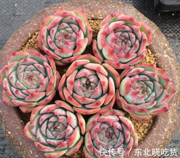 被拉下神坛的3种网红多肉,皮实好养惹人爱,哪种是你钟爱的?