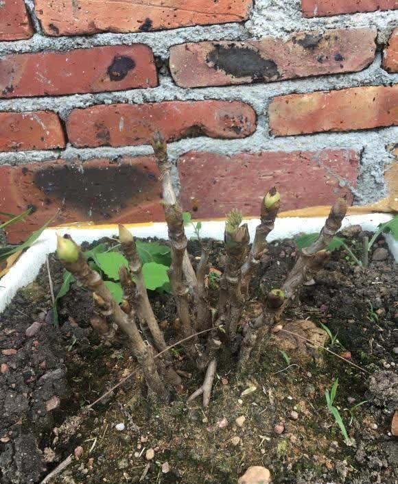 什么是抹芽？春天花芽分化，芍药，牡丹抹芽后，花开得更大