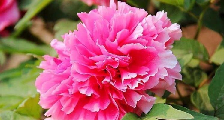 此花超漂亮,沾土就活,开花又大又艳,花形别致,散发芳香