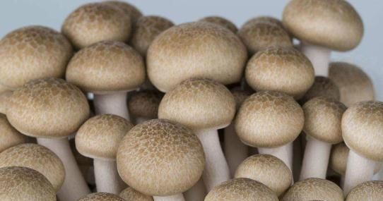 在農村紅糖是人們的寶貝,紅糖和此物一起搭配,營養價值更好