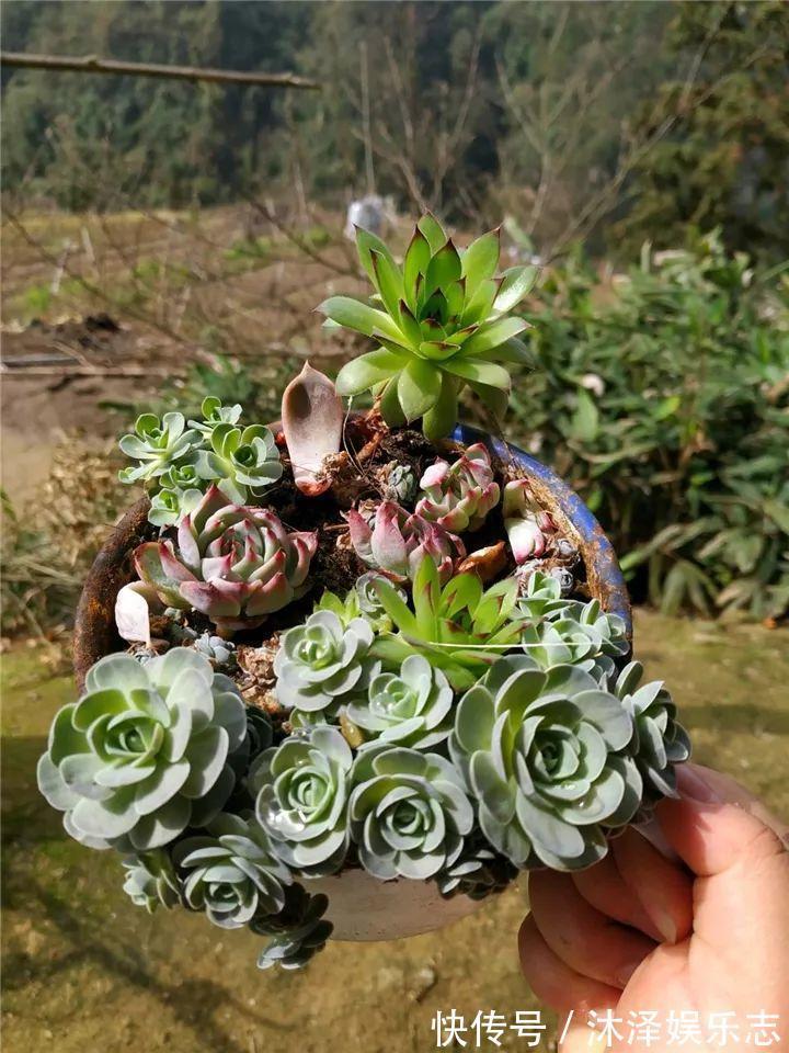 农村爷爷养多肉,破缸、破鞋里都塞满,照样养的肥嘟嘟!