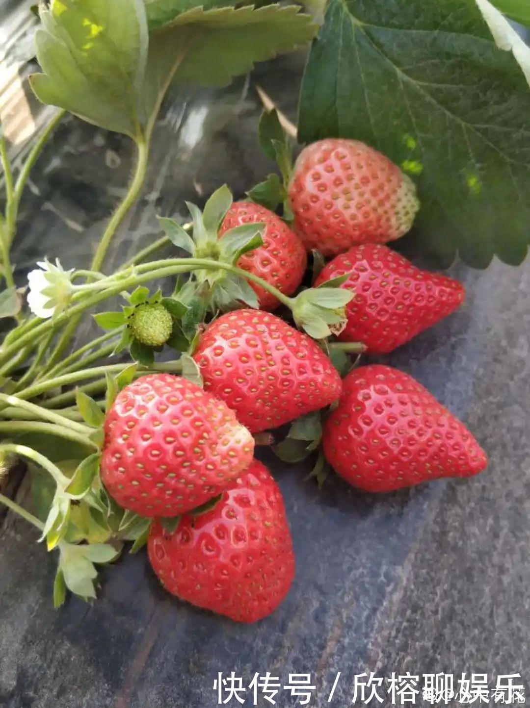 花花|大粗杆插土里，7天生根，当年结果压弯枝，不用买水果了！