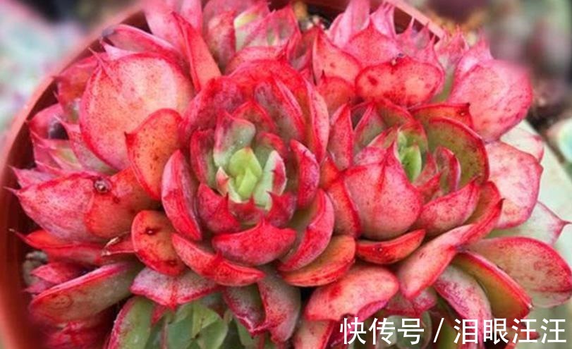 养护|4种漂亮多肉植物，号称“爆头小能手”，养一年长成群生手捧花