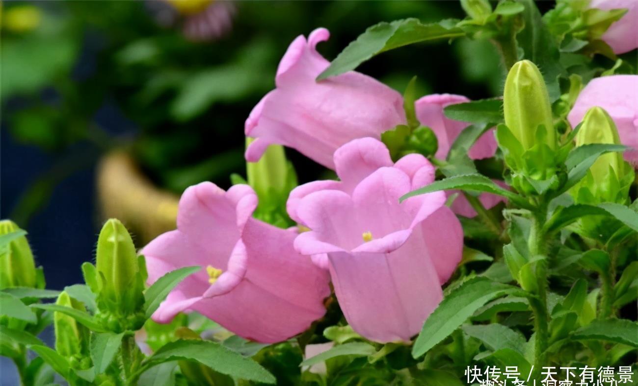 小清新|别错过这款网红花，花朵如小铃铛，“香气馥郁”双季节持续绽放