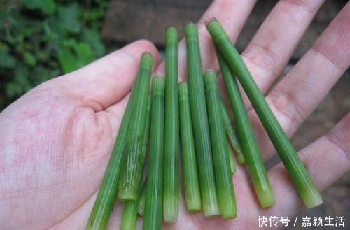 竹节菜|这种野草曾被古代用于引产,如今是农民日常备用药,你们认识吗?