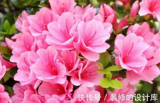 小花|农历8月6日过后，家养4种“小花”，花开芳香四溢，形态优雅精致