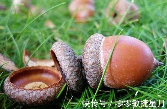 来自大山里的美味橡子干！