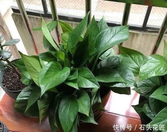 花盆|给绿萝“只浇水”永远也养不好用上3种肥料,叶子油绿、向外冒