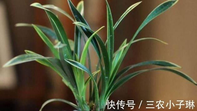 真菌|兰花病害防治: 兰花叶子发黑的三大原因以及处理方法