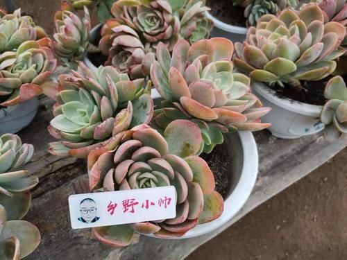 小帅|冬季养多肉，了解怎样“懒”怎样“勤”，冬季多肉才会美美哒