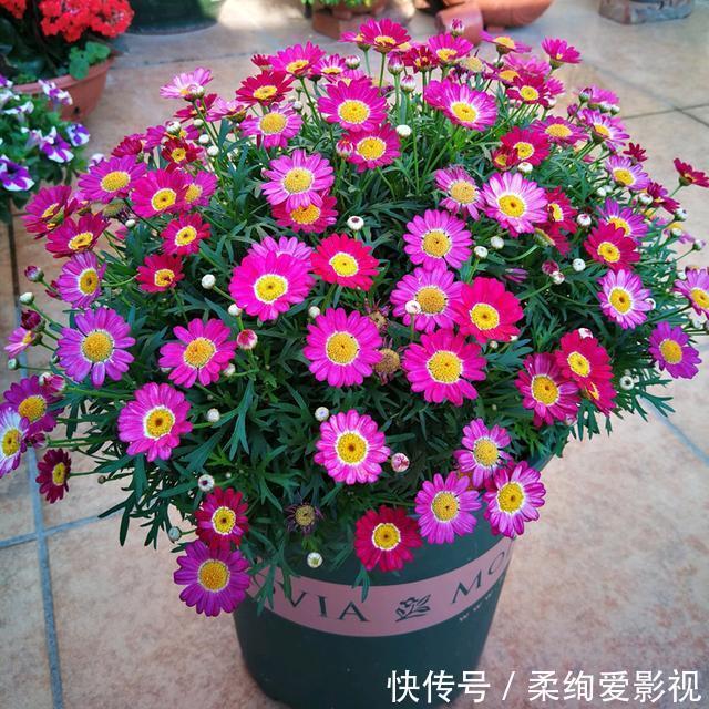 天竺葵|阳台适合养的“6种花”,花色丰富,花期长,一直赏花六个月