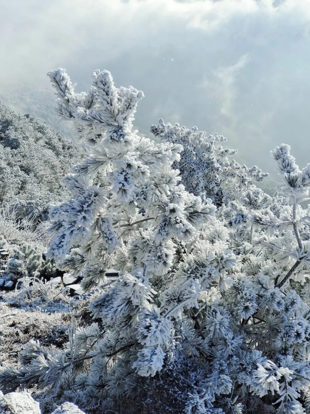 雪景|太美了！台州最新雪景！括苍山跌至-10℃，再现云海奇观（多图多视频）