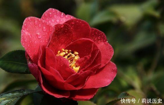 几款花卉,开花勤爱爆盆,好养又漂亮,随便一养成花海