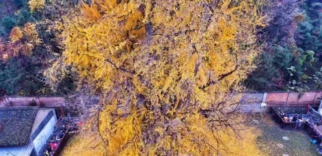 这3种盆景可以养成传家宝，再穷也要养，越老越值钱！