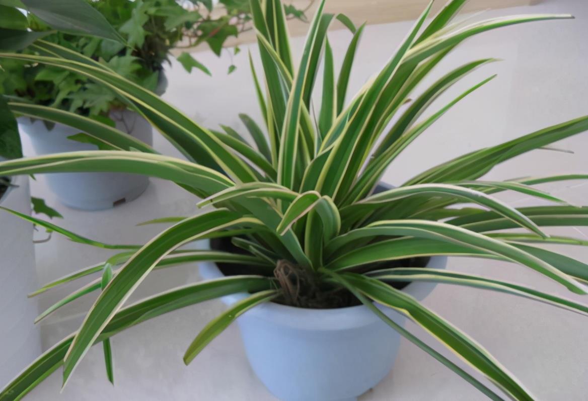 家有“3样废物”养花不用买肥料,知道为什么、该怎么用吗?